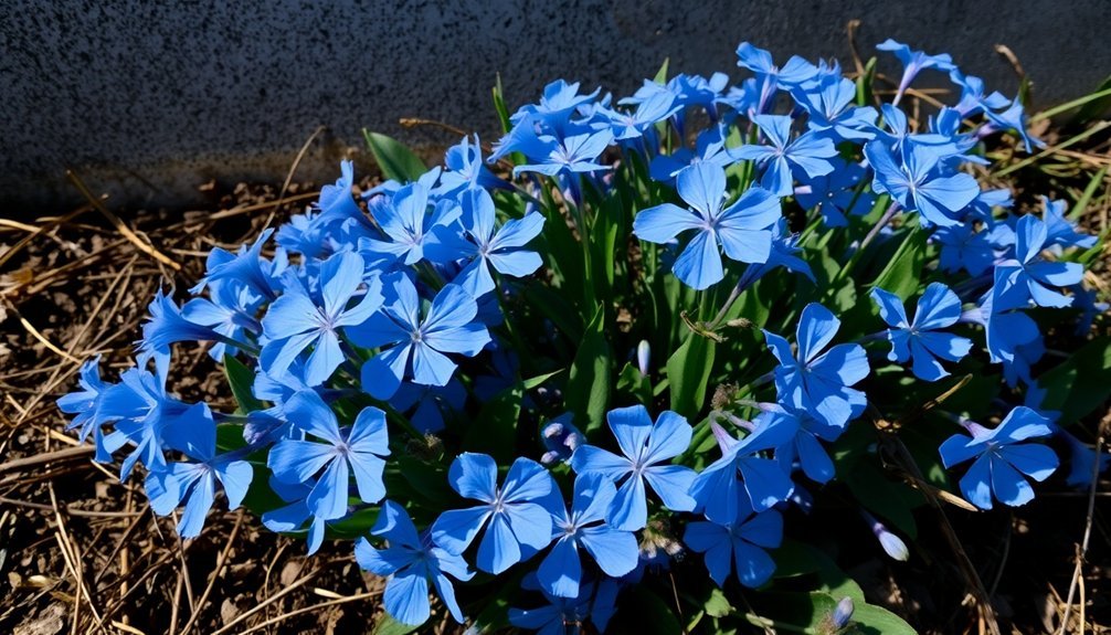 blue flowered digestive health aid
